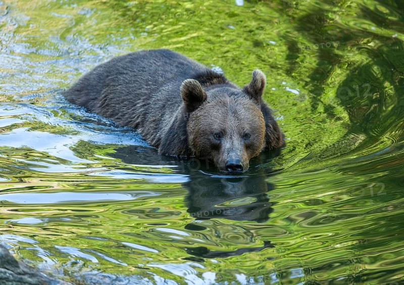 Brown bear (Ursus arctos) standing in a pond, captive, Bavarian Forest National Park, Bavaria, Germany