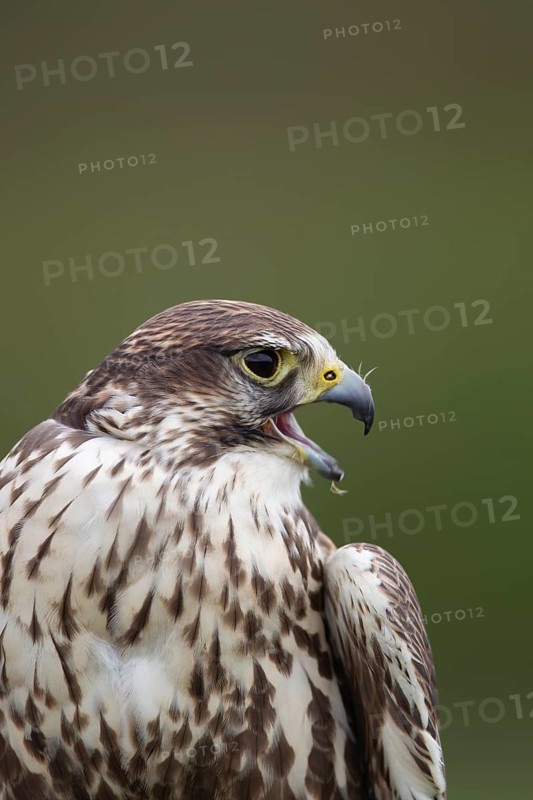 Saker falcon (Falco cherrug) adult bird head portrait, England, United Kingdom - Captive