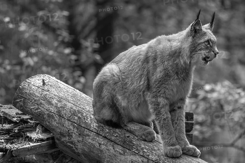 Eurasian lynx (Lynx lynx), wildlife park, Bavaria, Germany