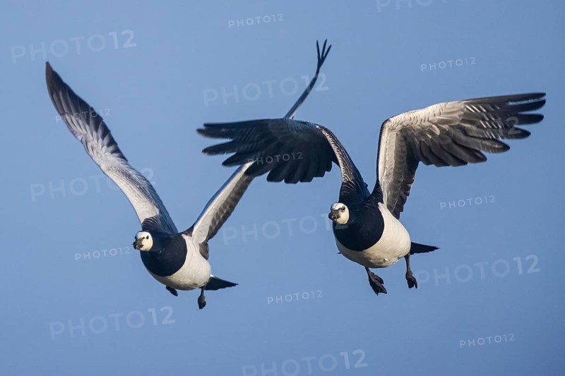 Barnacle Goose (Branta leucopsis) flying, Netherlands