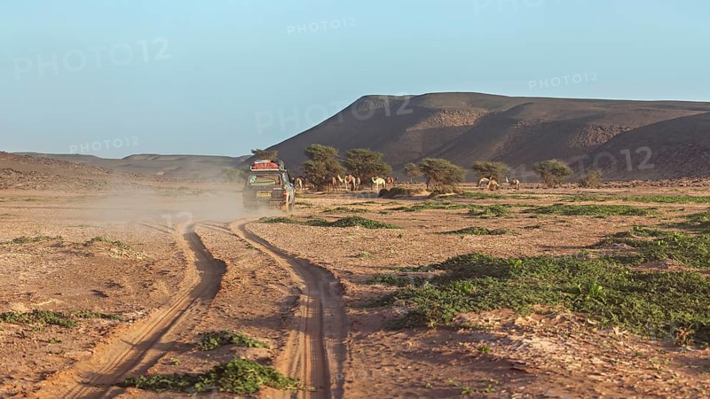 An off-road vehicle drives on a dusty road in a desert landscape lined with camels and vegetation, Off-road vehicle through the Sahara desert in Algeria