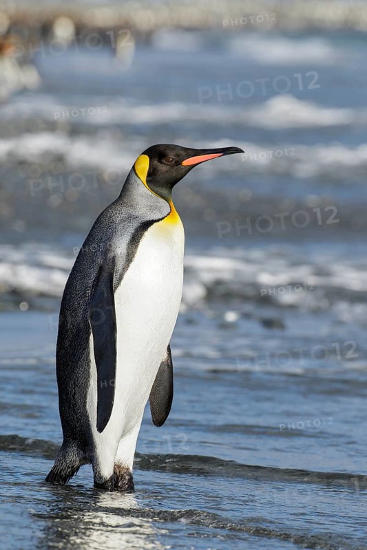 King Penguin (Aptenodytes patagonicus) perched on a rocky beach on South Georgia Island