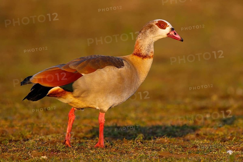 Egyptian Goose (Alopochen aegyptiaca), North Rhine-Westphalia, Germany