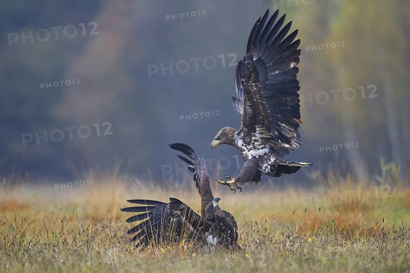 White-tailed Eagle (Haliaeetus albicilla) juveniles fighting, Lodz, Poland