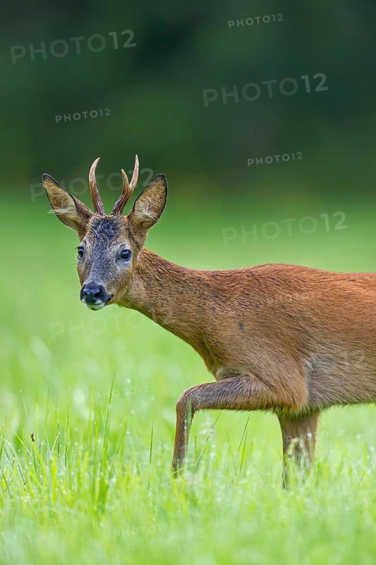 Curious European roe deer (Capreolus capreolus) young buck, male foraging in grassland at forest edge in summer