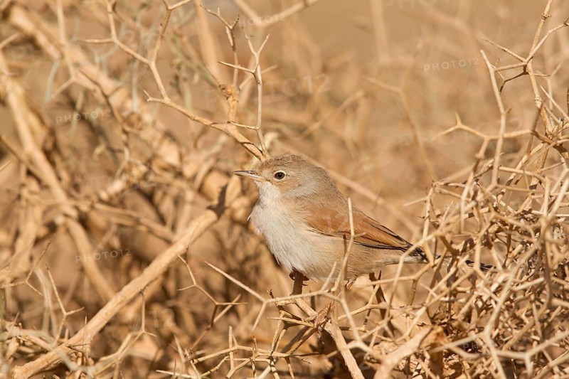 Spectacled Warbler (Sylvia conspicillata) female, Morocco