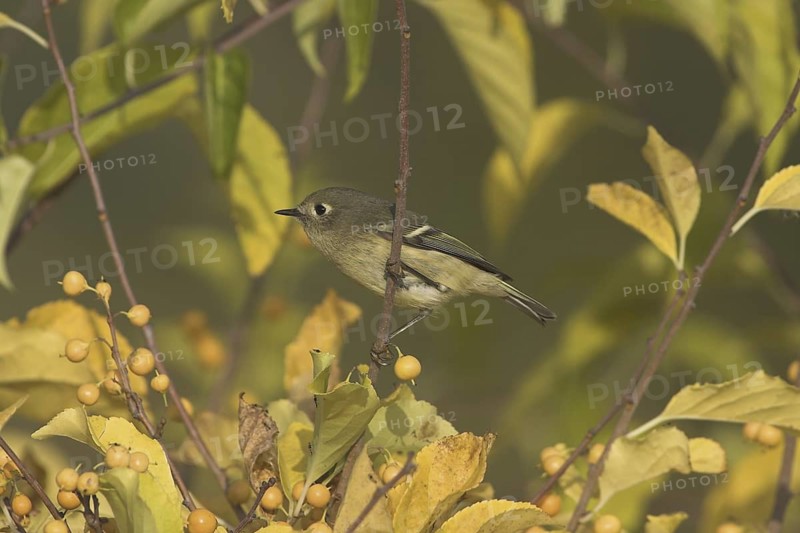Ruby-crowned Kinglet (Regulus calendula), Ontario, Canada