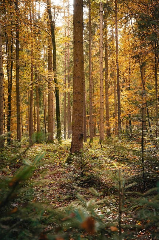 Sunlight falls through the trees onto a mossy forest clearing, Calw, Black Forest, Germany