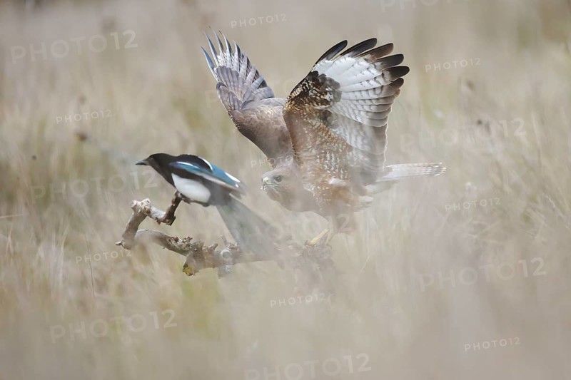 A captivating scene of a Common Buzzard interacting with an Eurasian Magpie in their natural environment, highlighting avian behavior and biodiversity