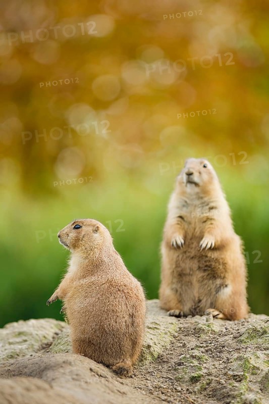 Schwarzschwanz-Präriehund, Cynomys ludovicianus Black-tailed Prairie Dog, Cynomys ludovicianus