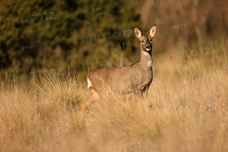 A roe deer stands alert in a sunlit field, surrounded by tall grass. The scene captures the essence of wildlife in a serene, natural habitat during golden hour