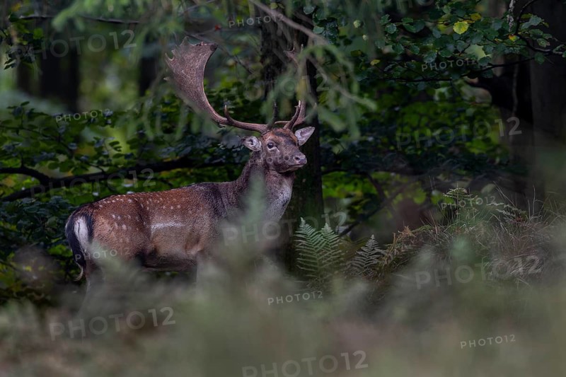 A fallow deer (Dama dama) has left the rut and is looking for a place to rest right in front of my hiding place, autumn, rut, fallow deer rut, October, Germany