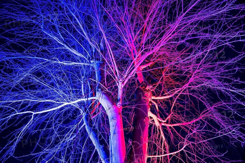 Colorful illuminated tree, Trendelburg, Weser Uplands, Weserbergland, Hesse, Germany