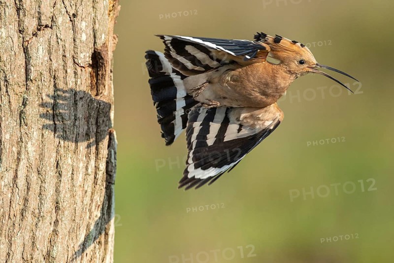 Hoopoe in flight (Upupa epops), Faßberg, Lower Saxony, Germany