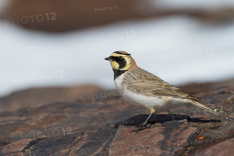 Atlas Horned Lark - Atlas-Ohrenlerche - Eremophila alpestris atlas, Morocco