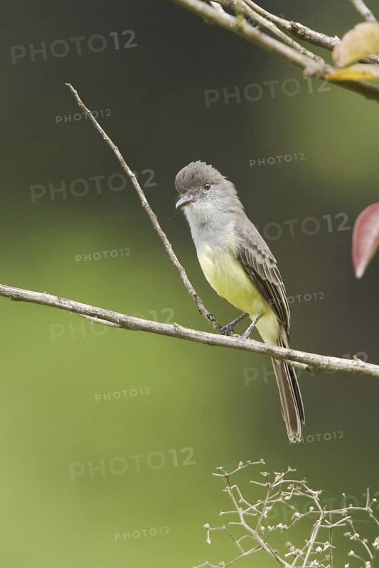 Short-crested Flycatcher (Myiarchus ferox), Ecuador