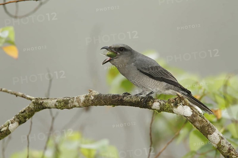 Large Cuckooshrike (Coracina macei), Fraser's Hill, Malaysia