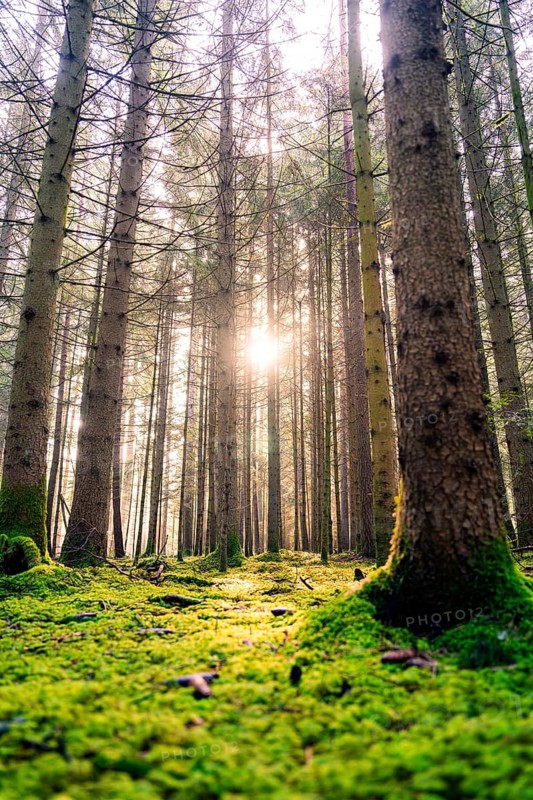 Warm sunlight floods the forest and creates a peaceful atmosphere, Unterhaugstett, Black Forest, Germany