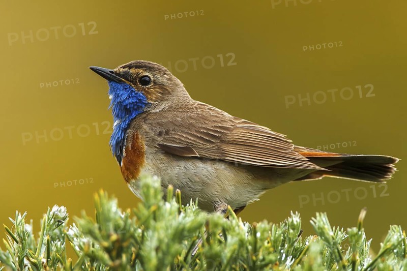 Bluethroat (Luscinia svecica cyanecula) male, Avila, Spain