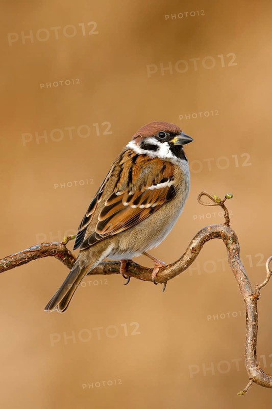 Ringmus, Eurasian Tree Sparrow, Passer montanus