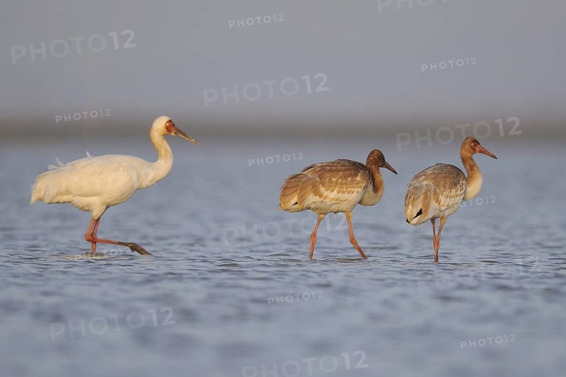 Siberian Crane (Leucogeranus leucogeranus) with juveniles, Poyang Lake, China