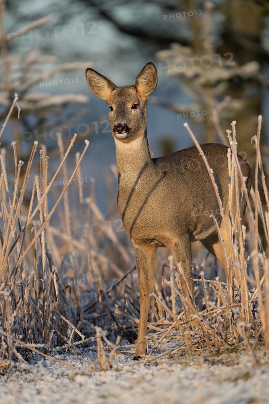 Roe deer standing in hoar frosted dead stinging nettle at minus 15 °C at sunrise. Trees and dead stinging nettle in background