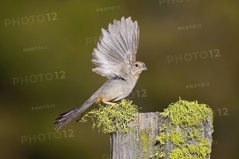 Canyon Towhee Pipilo fuscus Tucson, Arizona, United States 28 May Adult with wings up ready to fly. Emberizidae