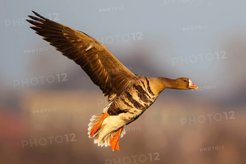 Greater White-fronted Goose (Anser albifrons) flying, North Rhine-Westphalia, Germany