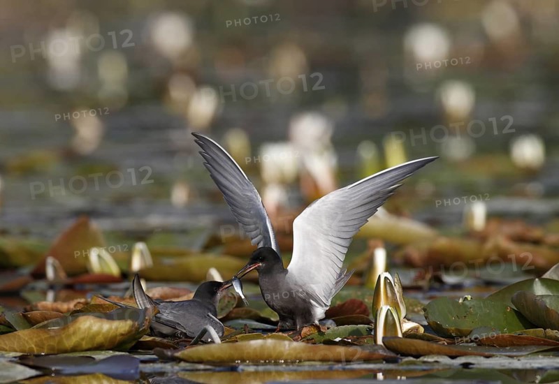 Black Tern (Chlidonias niger) pair courting, Mecklenburg-Western Pomerania, Germany