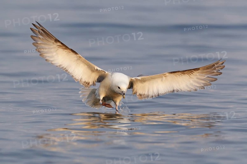 Northern Fulmar (Fulmarus glacialis) flying, Iceland