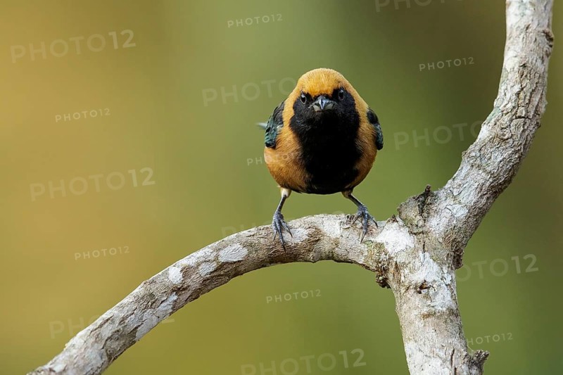 Burnished-buff Tanager (Tangara cayana) perched on a branch in the Atlantic Rainforest Region of Brazil