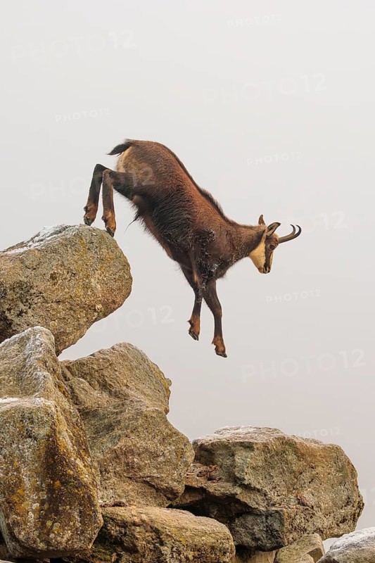 An adult male chamois (Rupicapra rupicapra) jumps down from a rock in dense fog at sunrise, illuminated by a weak, solitary ray of sunlight