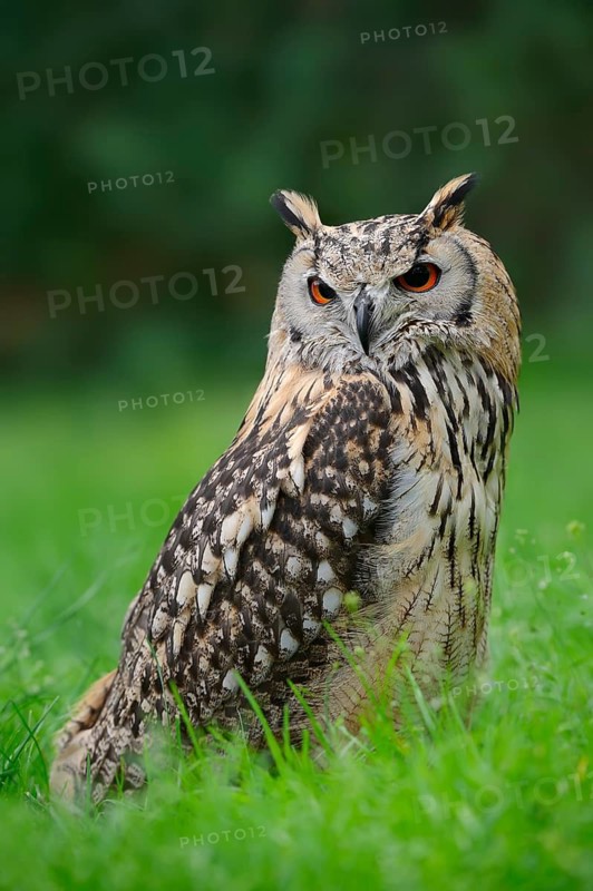 Bengal Eagle Owl (Bubo bengalensis) (Bubo bubo bengalensis), captive, occurring in Asia