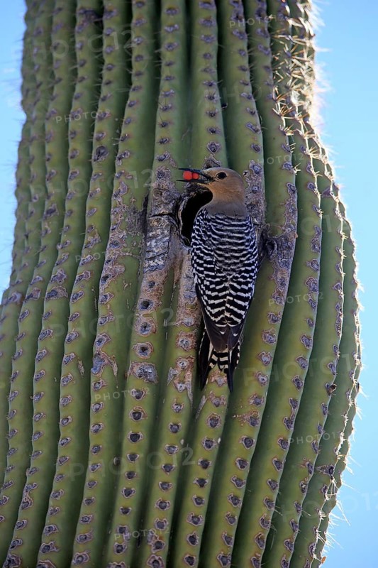 Gila woodpecker (Melanerpes uropygialis), adult, male, at breeding den, with food, on Saguaro cactus, Sonora Desert, Arizona, North America, USA