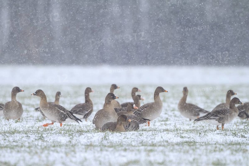 Taiga Bean Goose & Greater White-fronted Goose (Anser fabalis & Anser albifrons), North Rhine-Westphalia, Germany
