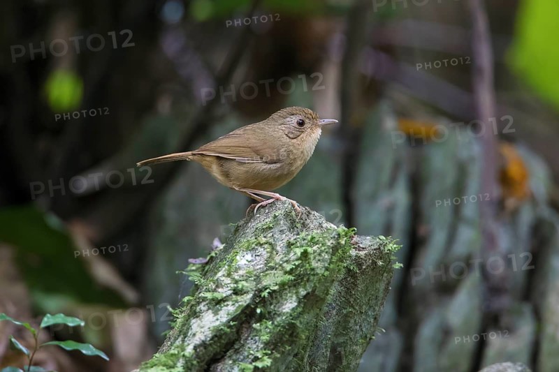 Buff-breasted Babbler (Pellorneum tickelli), Cuc Phuong, Vietnam