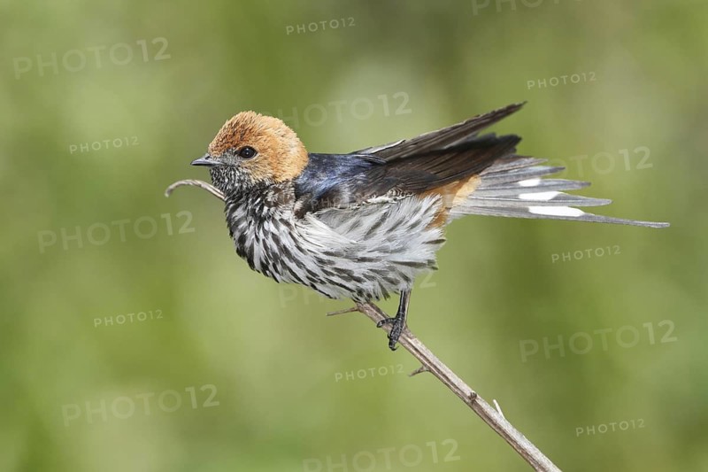 Lesser Striped Swallow (Cecropis abyssinica), Lake Naivasha, Kenya