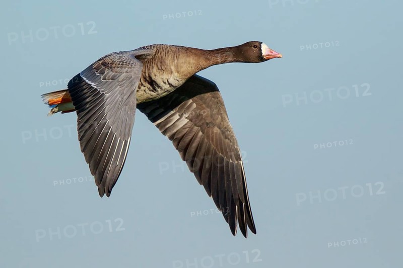 Greater White-fronted Goose (Anser albifrons) flying, North Rhine-Westphalia, Germany