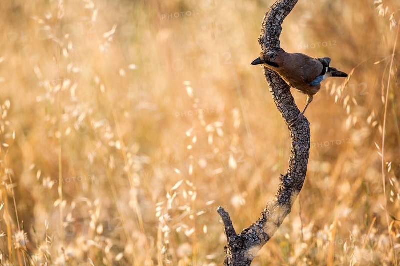 Eurasian Jay (Garrulus glandarius), Andalusia, Spain