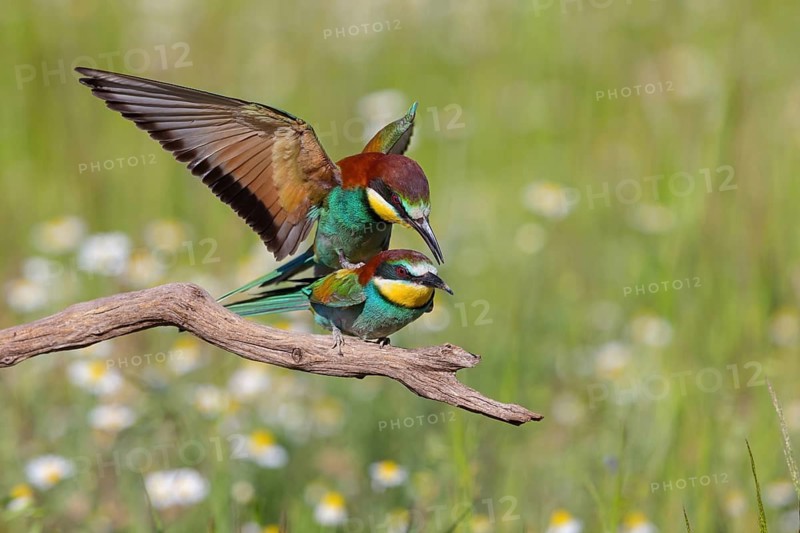 Bee-eater, (Merops apiaster), copula, mating, Tiszaalpár, Kiskunsági National Park, Bács-Kiskun, Hungary