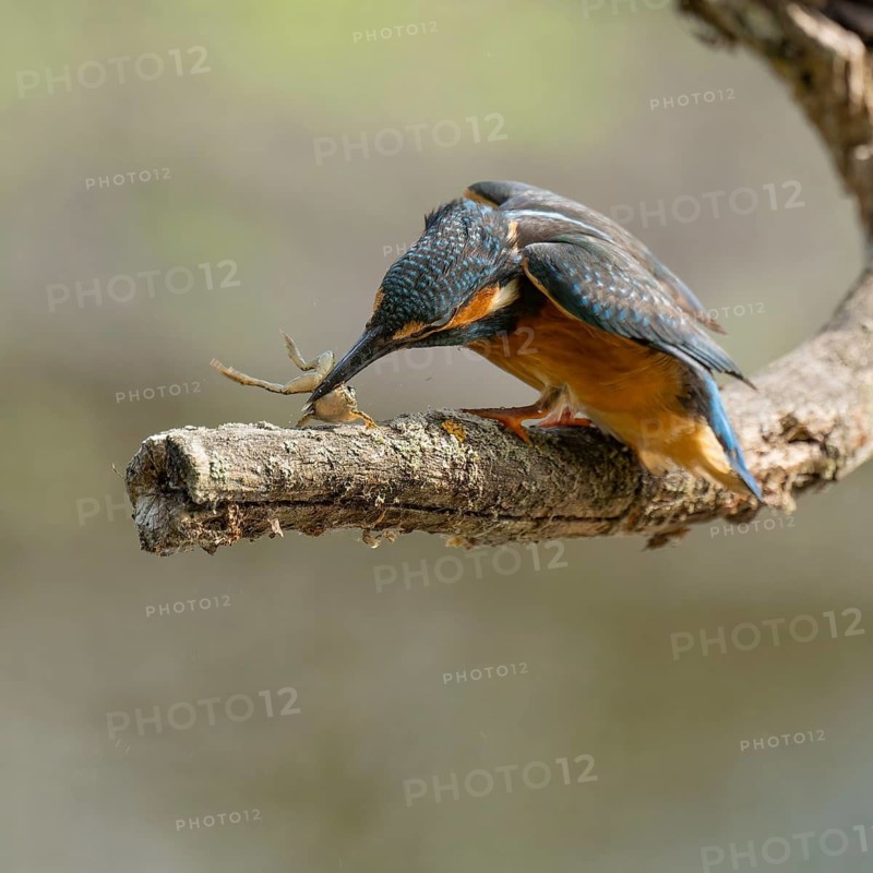 Kingfisher (Alcedo atthis) sitting on a branch, perch, beats captured prey frog (Rana) to death, Lower Saxony, Germany