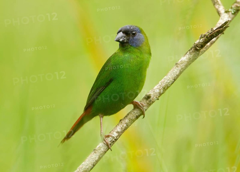 Blue-faced Parrotfinch (Erythrura trichroa macgillivrayi), Queensland, Australia