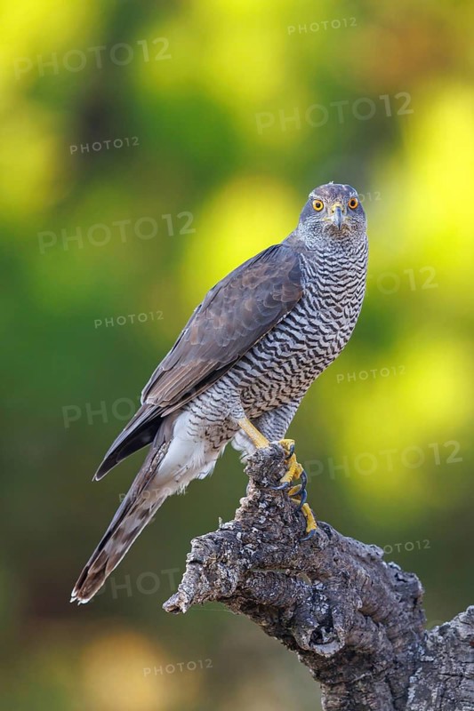 Northern northern goshawk (Accipiter gentilis), Autour des palombes, Hides De Calera / Goshawk Hide, Calera Y Chozas, Castilla La Mancha / Toledo, Spain