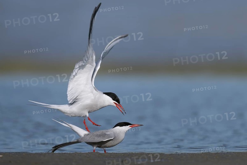 Common Tern (Sterna hirundo), Texel, Netherlands