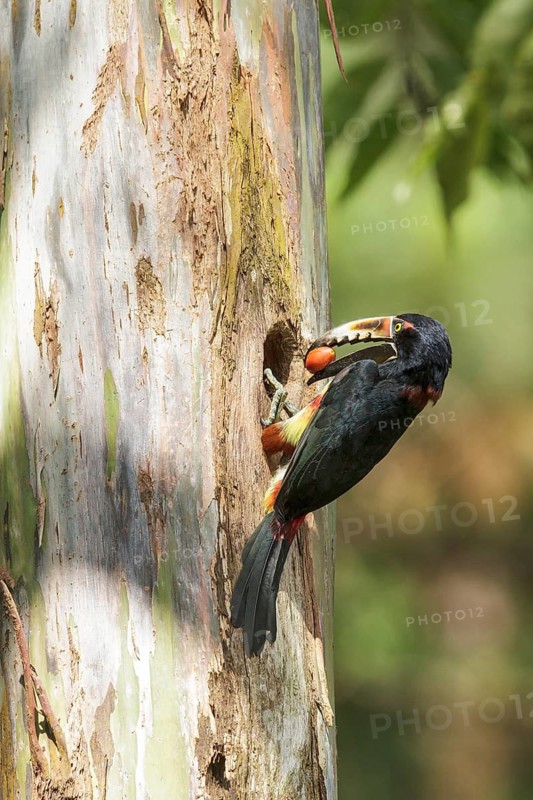 Collared Aracari (Pteroglossus torquatus) perched on a branch in Costa Rica