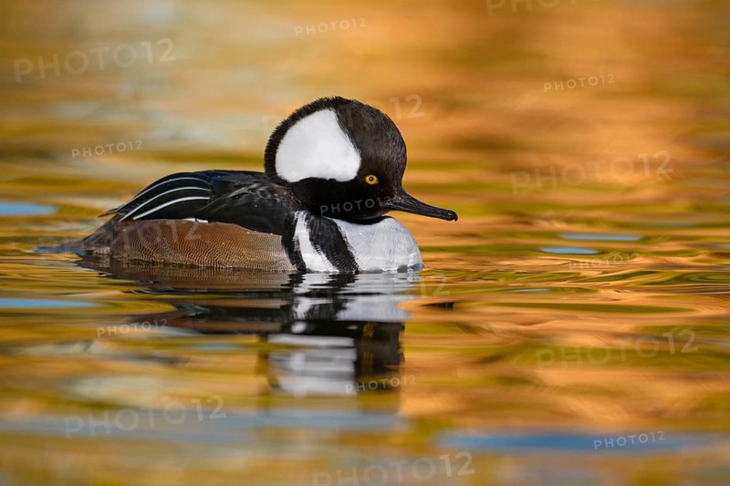 Hooded Merganser (Lophodytes cucullatus) male, Arizona, USA