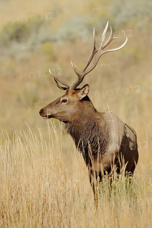 Wapiti (Cervus canadensis, Cervus elaphus canadensis), male, Yellowstone National Park, Wyoming, USA