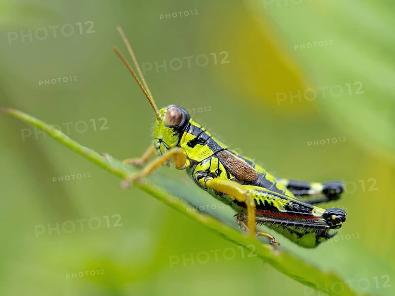 Green mountain grasshopper (Miramella alpina), Grasshopper, Green Mountain Grasshopper, grasshopper, insect, insects, close-up, Black Forest, Feldberg region, Baden-Württemberg, Federal Republic of Germany