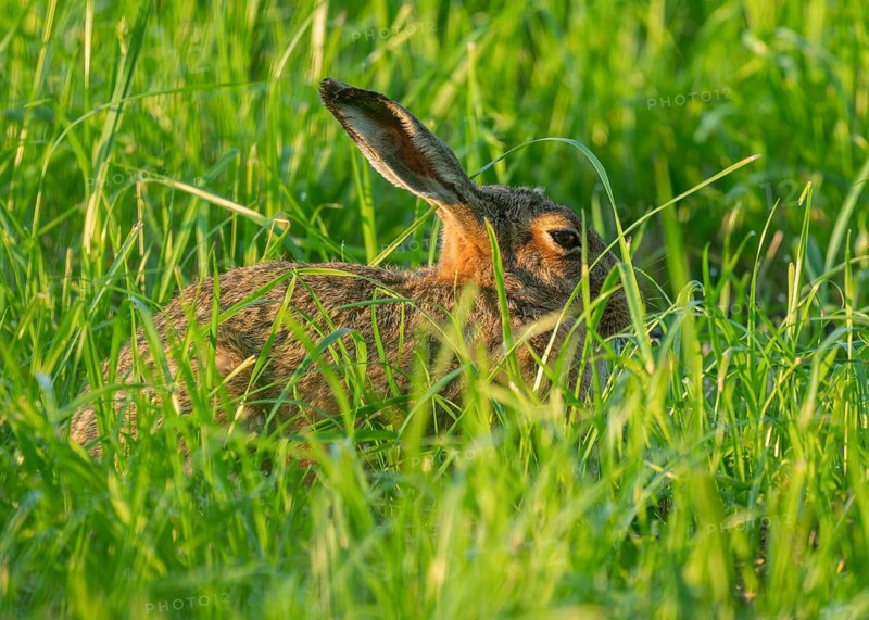 European hare (Lepus europaeus) sitting in a green meadow, wildlife, Lower Saxony, Germany
