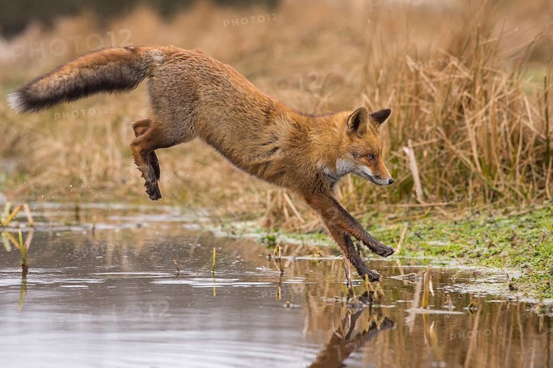 Red Fox (Vulpes vulpes) jumping and hunting in pond, Netherlands